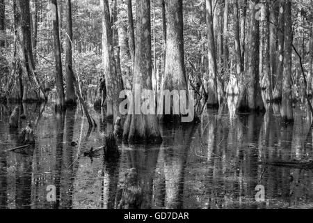 Mangrovensumpf in Wakulla Springs State Park, Florida USA Stockfoto