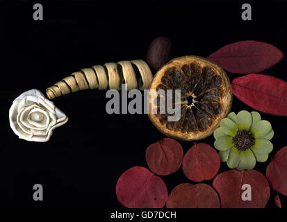 Getrockneten aromatischen Blüten und Blätter Zusammensetzung Stockfoto