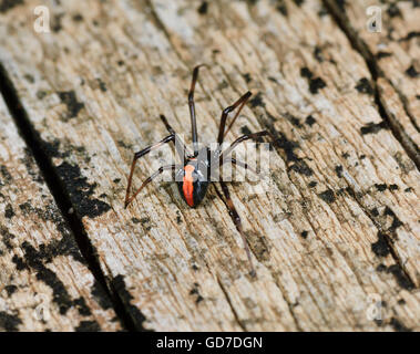 Erwachsenen weiblichen Redback Spider (Latrodectus Hasseltii), New-South.Wales, NSW, Australien Stockfoto