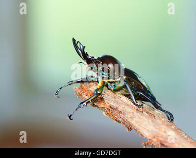 Regenbogen-Hirschkäfer (Phalacrognathus Muelleri), Emerald Form, Queensland Stockfoto