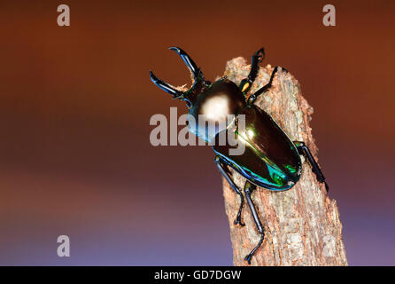 Regenbogen-Hirschkäfer (Phalacrognathus Muelleri), Emerald Form, Queensland Stockfoto