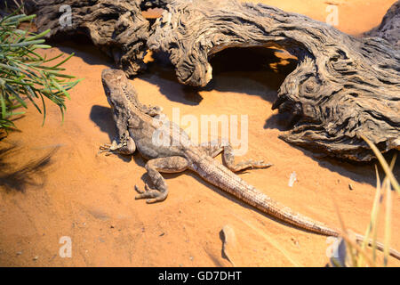 Rüschen-Ausschnitt Eidechse (Chlamydosaurus Kingii), Australien Stockfoto
