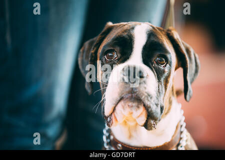 Braune und weiße Boxer Hund nahe Porträt. Stockfoto