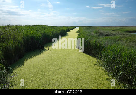 Grünalgen im Deich bei Cley Natur reservieren, North Norfolk, england Stockfoto