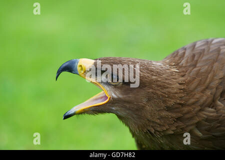 Russische Steppenadler gleitet tief über dem Boden Flügel gespreizt Stockfoto