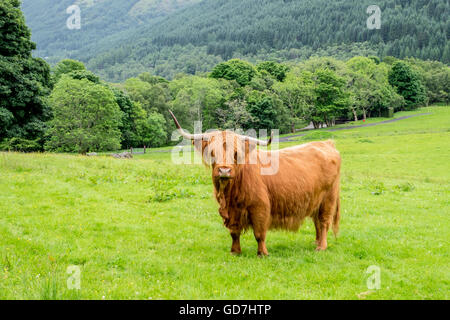 Zottig behaart und lange gehörnten Highland Kuh steht auf einer Wiese mit wunderschönen Wäldern und bewaldeten Hügeln Hintergrund Stockfoto