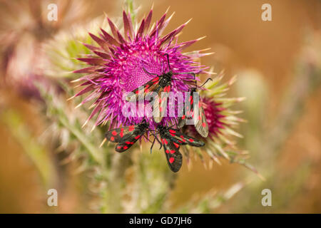 Schmale umrahmten fünf spot Burnet Motten auf eine Distel-Pflanze Stockfoto