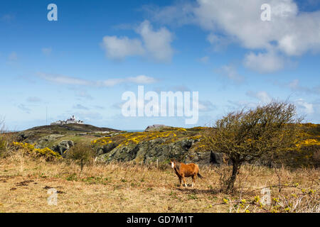 Einsames Pferd mit Lynas Leuchtturm im Hintergrund Stockfoto