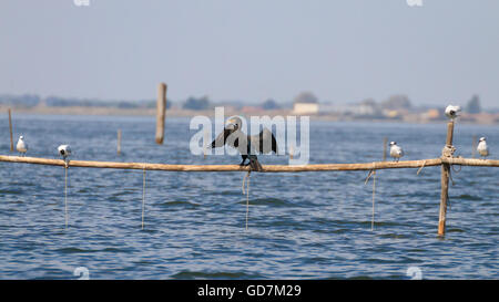Hautnah auf Palisade Kormoran steht. Vogelbeobachtungen von "Delta del Po", Italien Stockfoto