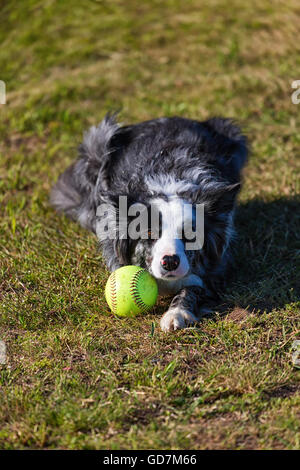 Border-Collie bereit zu spielen. Stockfoto