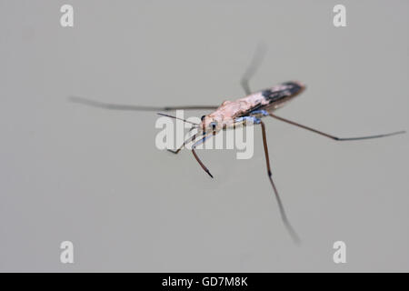 Gerris Lacustris, gemeinsame Teich Skater oder gemeinsamen Wasser strider Stockfoto