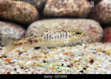 Salmo Trutta Bachforelle Stockfoto