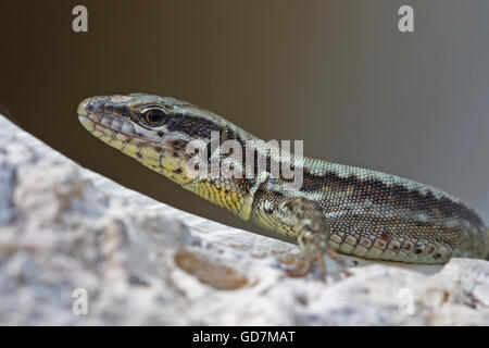Podarcis Muralis, gemeinsame Mauereidechse Stockfoto