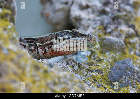 Podarcis Muralis, gemeinsame Mauereidechse Stockfoto