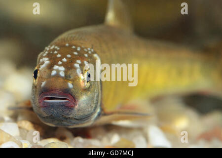 Phoxinus Phoxinus, eurasischer minnow Stockfoto