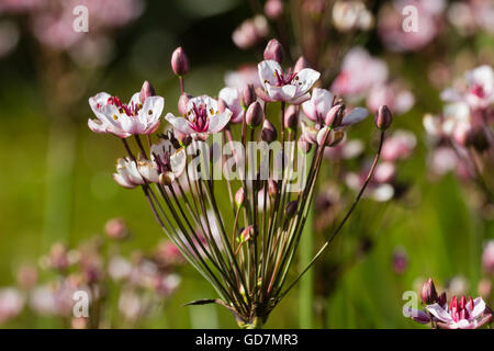 Blüte der Blüte eilen, Butomus Umbellatus, ein Grenzkraftwerk Flachwasser Stockfoto