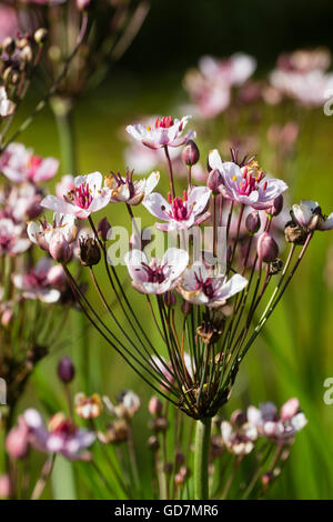 Blüte der Blüte eilen, Butomus Umbellatus, ein Grenzkraftwerk Flachwasser Stockfoto