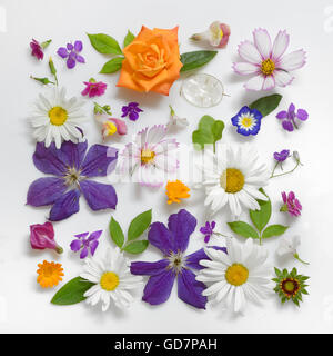 Auswahl an verschiedenen Blumen, Isolated on White Background Stockfoto