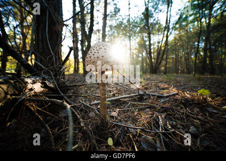 großer Sonnenschirm Pilz Stockfoto