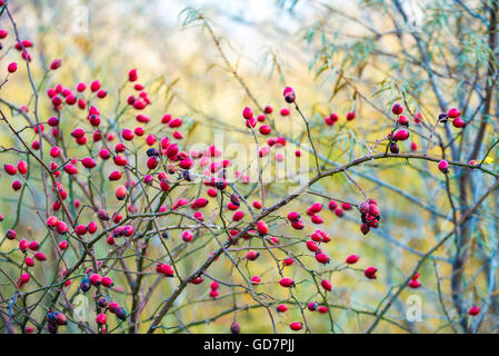 Briar wilden Hagebutte Stockfoto