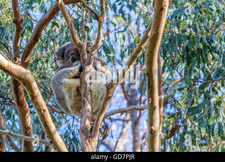 Koalabär schlafen hoch auf Eukalyptus Baum closeup Stockfoto