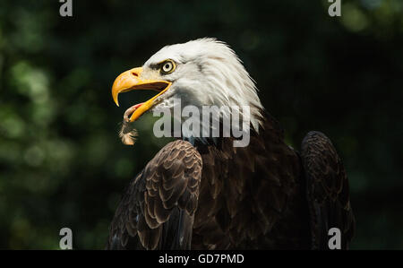 Close-up Portrait einen Weißkopfseeadler, auf der Suche nach rechts (lat. Haliaeetus Leucocephalus) Stockfoto