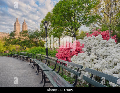 Azaleen im Central Park in den frühen Morgenstunden an Frühlingstag Stockfoto