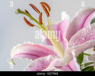 Lilium, die Stargazer Lilie ist eine Hybrid-Lilie der orientalischen Gruppe. Stockfoto