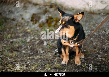 Mischling klein Hund sitzt im Freien. Stockfoto