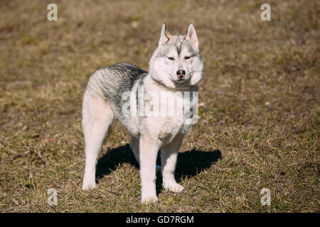Junge lustige weiß und grau Husky Welpen Hund spielen im freien In Spring Park Stockfoto