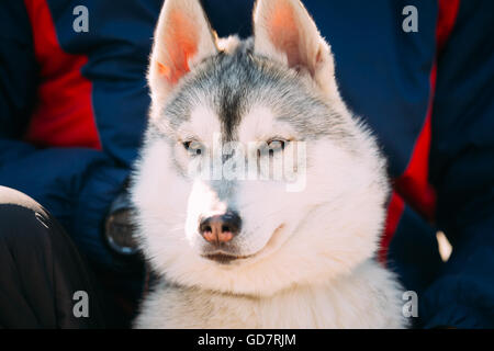 Nahaufnahme eines jungen lustigen weißen und grauen Husky Welpen Hund sitzen in der Nähe von Mann Stockfoto