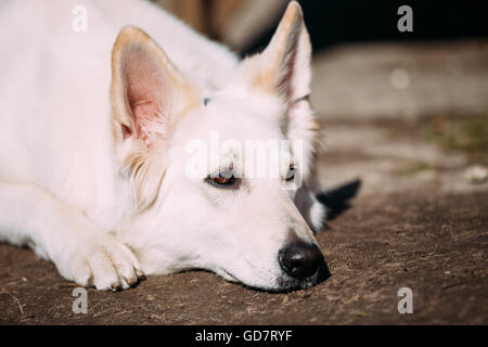 Weißer Schweizer Schäferhund-Berger Blanc Suisse hautnah. Berger Blanc Suisse ist eine Hunderasse aus der Schweiz. Stockfoto