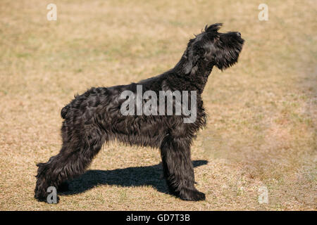 Schwarze Riesenschnauzer oder Riesenschnauzer Hund im freien Stockfoto