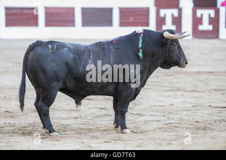 Linares, Spanien - 28. August 2010: Erfassung der Figur eines mutigen Stieres Haare schwarze Farbe in einen Stierkampf, Spanien Stockfoto