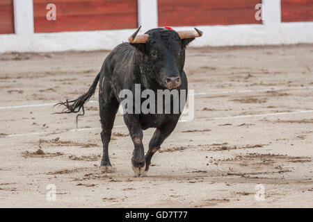 Linares, Spanien - 28. August 2010: Erfassung der Figur eines mutigen Stieres Haare schwarze Farbe in einen Stierkampf, Spanien Stockfoto