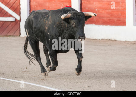 Linares, Spanien - 28. August 2010: Erfassung der Figur eines mutigen Stieres Haare schwarze Farbe in einen Stierkampf, Spanien Stockfoto