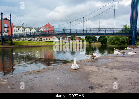 Weiße Schwäne am Kai in Exeter, Devon Stockfoto