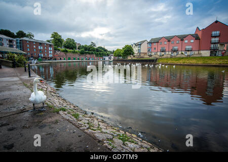 Weiße Schwäne am Kai in Exeter, Devon Stockfoto