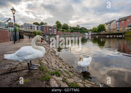 Weiße Schwäne am Kai in Exeter, Devon Stockfoto