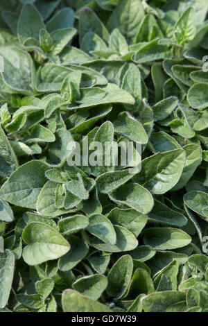 Oregano, Origanum Vulgare Pflanzen Hintergrund Stockfoto