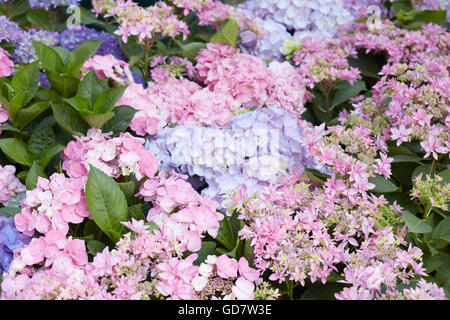 Hortensie Blumen in rosa und lila Stockfoto