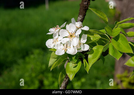 Birne Baum Blüte Früchte Frühling Garten, schöne Blumenkarte hautnah. Stockfoto