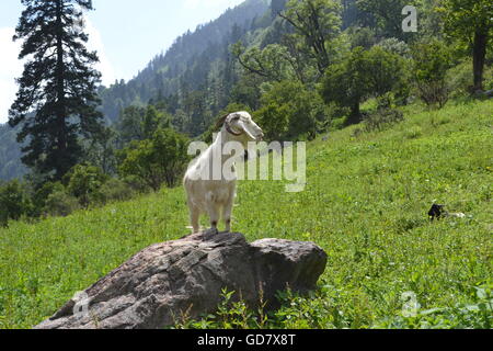 Nahm dieses Foto beim trekking im Himalaya von Sankri in Uttarkhand, Chitkul in Himacha Pradesh über den Borasu Pass. Stockfoto