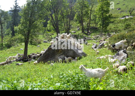 Nahm dieses Foto beim trekking im Himalaya von Sankri in Uttarkhand, Chitkul in Himacha Pradesh über den Borasu Pass. Stockfoto