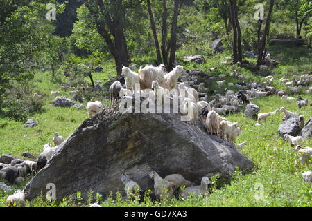 Nahm dieses Foto beim trekking im Himalaya von Sankri in Uttarkhand, Chitkul in Himacha Pradesh über den Borasu Pass. Stockfoto