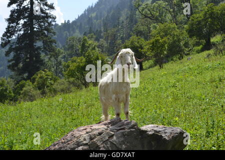 Nahm dieses Foto beim trekking im Himalaya von Sankri in Uttarkhand, Chitkul in Himacha Pradesh über den Borasu Pass. Stockfoto