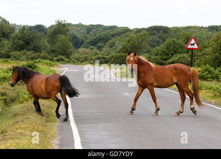 New Forest Pony / Ponys beim Überqueren der Straße in New Forest National Park, Hampshire, UK Stockfoto