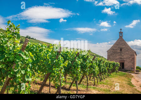 Weinberge von Riquewihr im Elsass-Frankreich Stockfoto