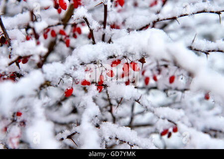 Rote Beeren auf Zweigen mit Schnee bedeckt Stockfoto