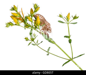 Zikade Exoskelett, Schuppen-Haut. Auf gelben Blume. Studio, isoliert auf weiss. Stockfoto